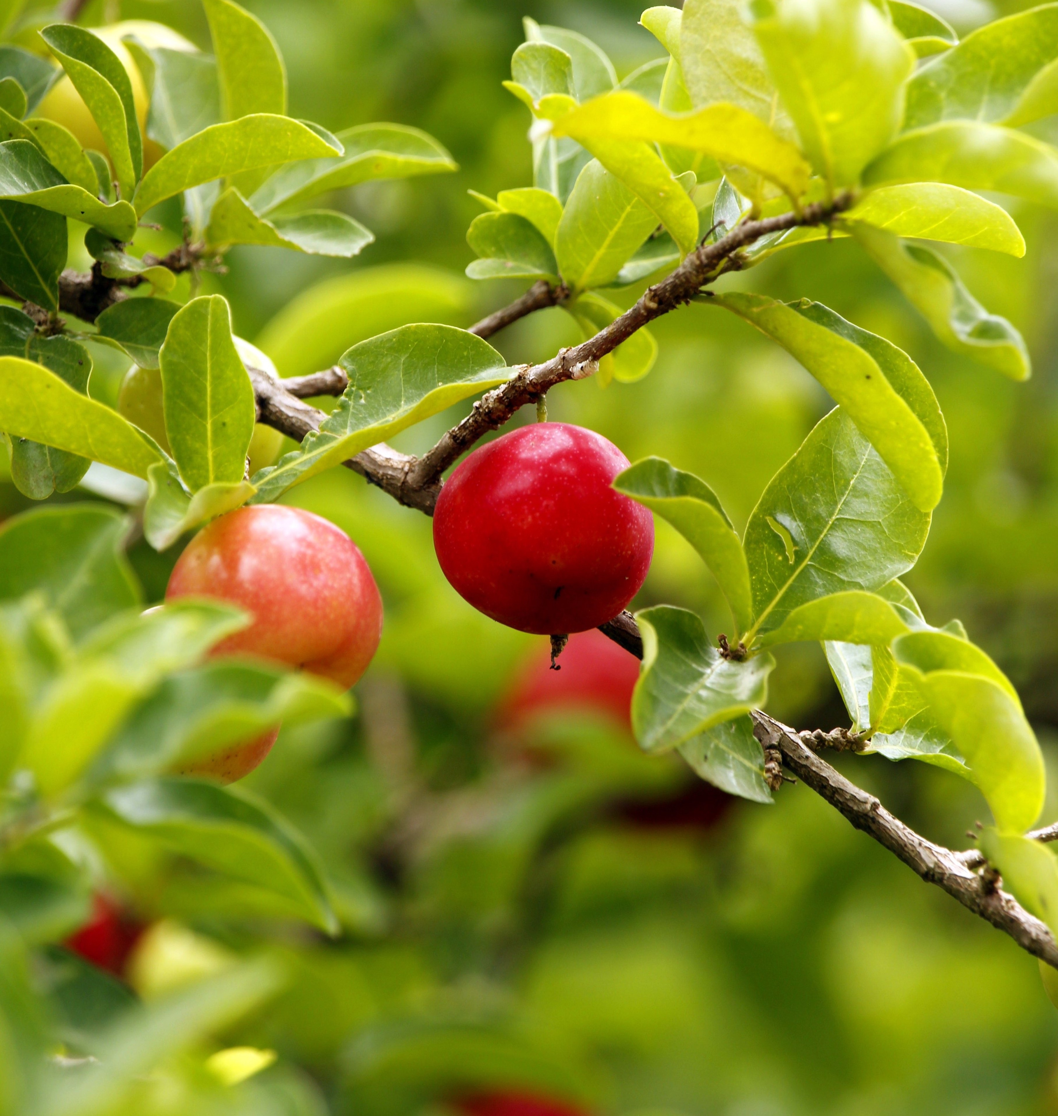 Acerola fruit on the tree